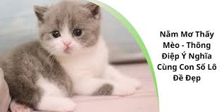 Nằm Mơ Thấy Mèo Đánh Con Gì? Giải Mã Giấc Mơ Thấy Mèo Cùng Top88